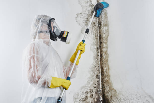 Best Emergency Mold Remediation  in Syosset, NY