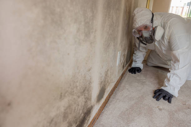 Best Comprehensive Air Testing for Mold Contaminants  in Syosset, NY